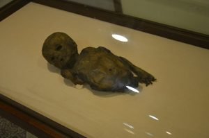 متحف الميماوات